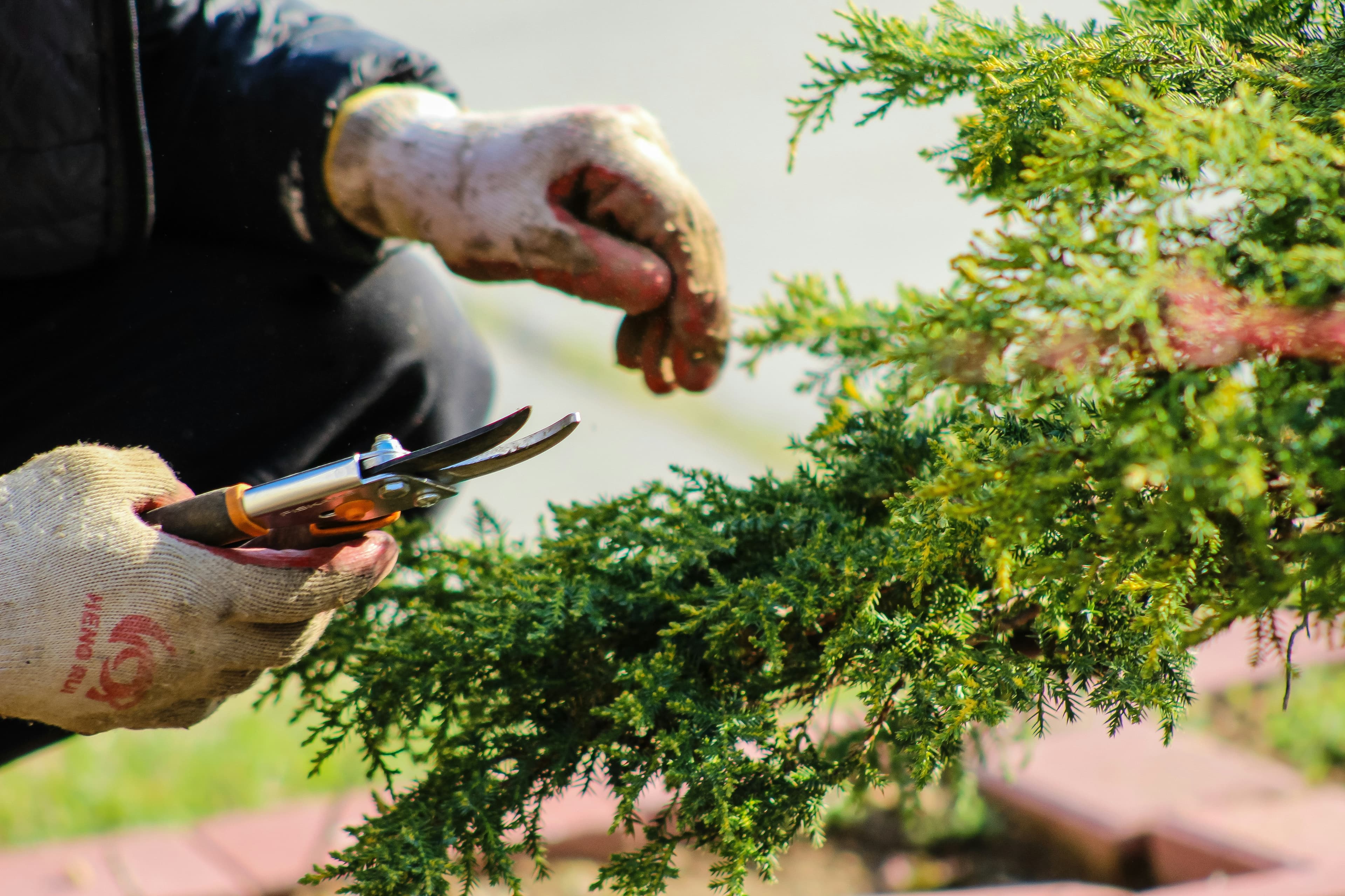 Gardening and yard work in a residential outdoor space